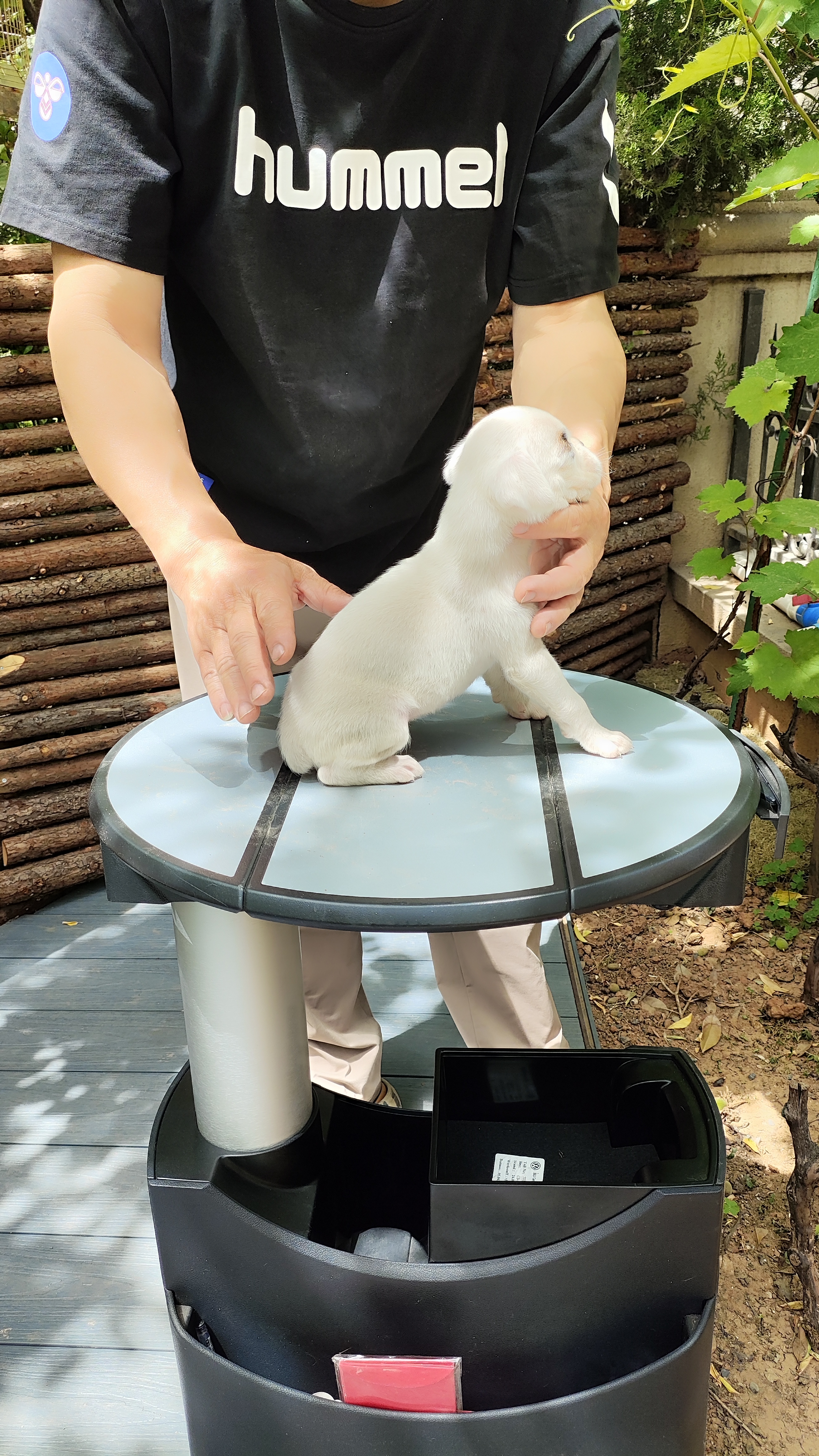 家养纯正拳师犬
白龙，极品，有面